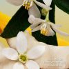 Miu Miu - Fleur de Lait Eau de Parfum 8ml Decant - 003 - Product Image - Try Before You Buy - Perfume Sample - FractionScents